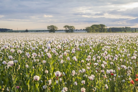 White poppies lead to heroin dependence in Texas