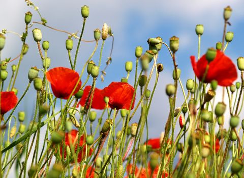 Poppies and pods: Used for opium and heroin addiction in Fresno