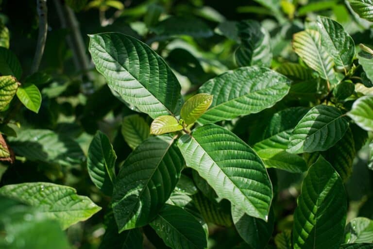 A Kratom plant