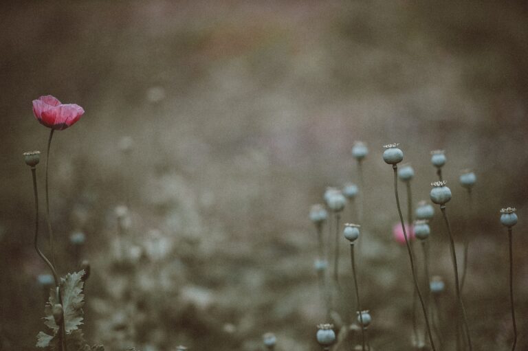 poppy seed flower and plants