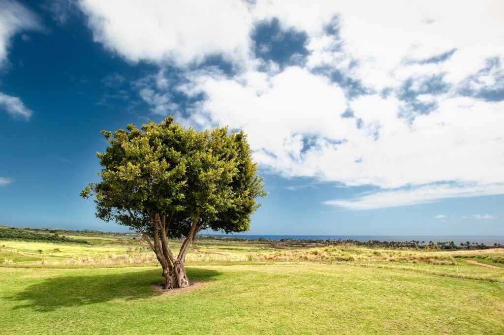 tree with landscape view
