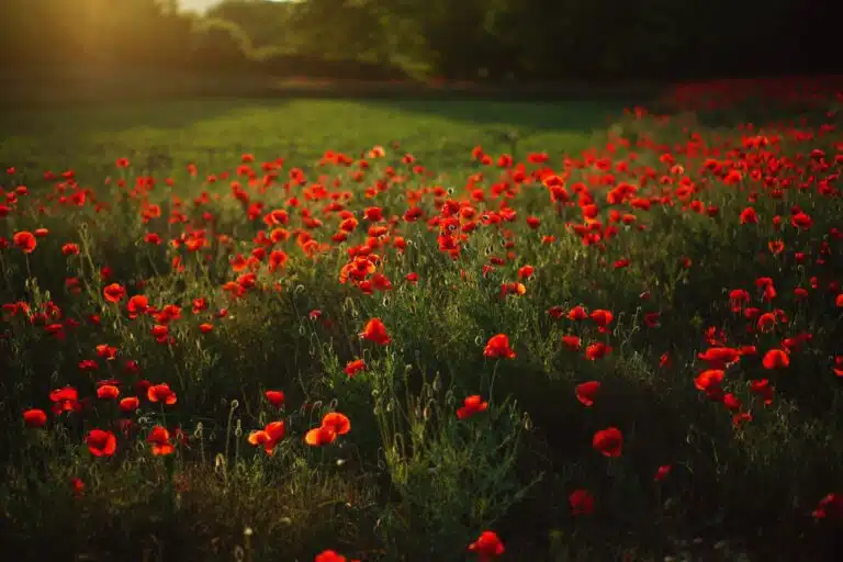 can you smoke poppy pods Can You Smoke Poppy Pods Toxic, Deadly, and Addictive