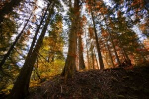 Trees - Synthetic Opioid Addiction And Treatment