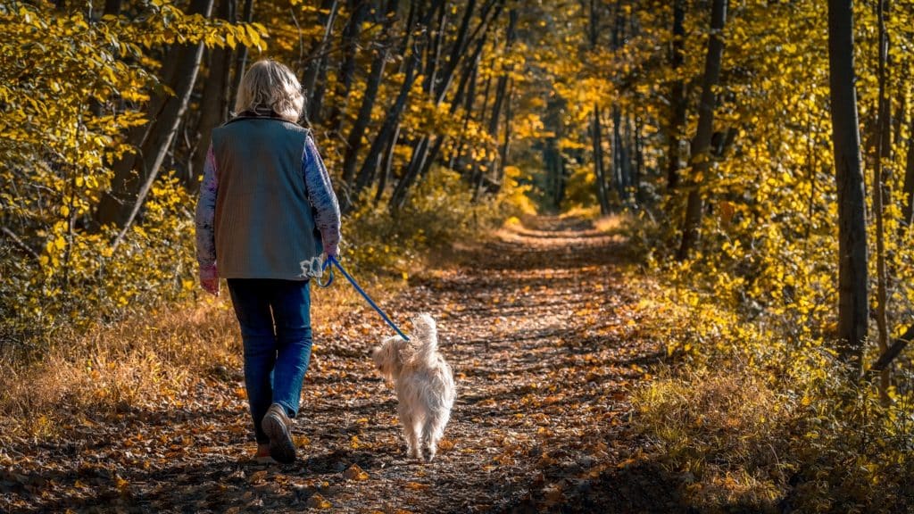 Senior woman walking a dog on a forest trail during a late afternoon in autumn